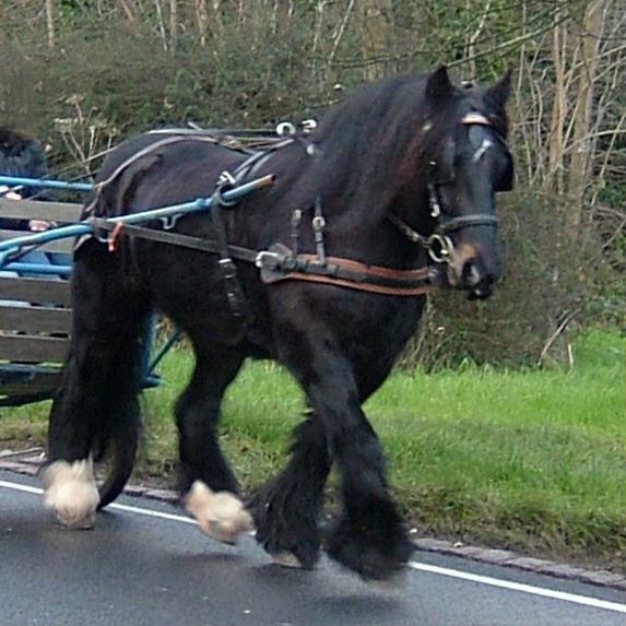 Pony and Trap