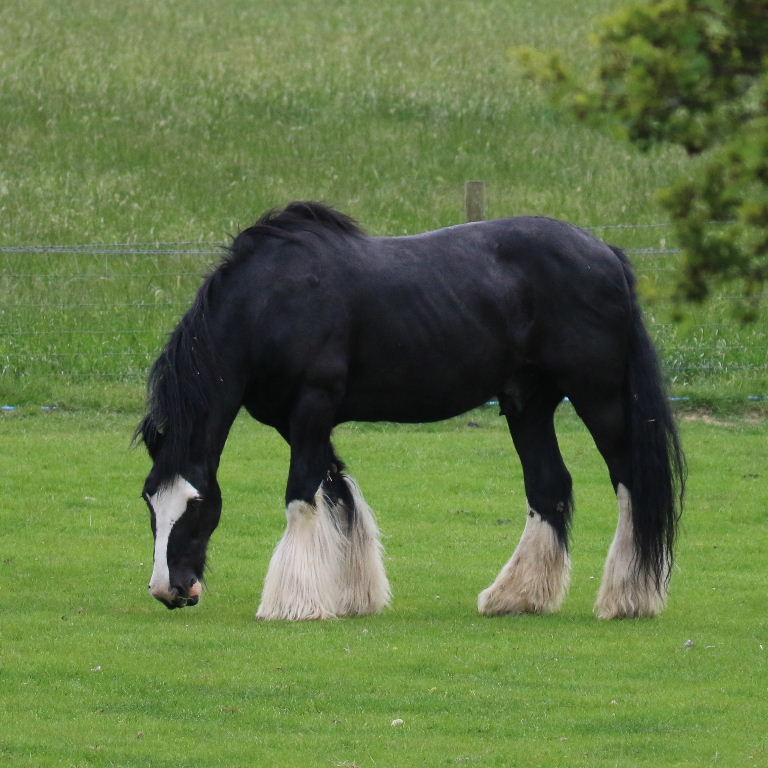 Cart Horse