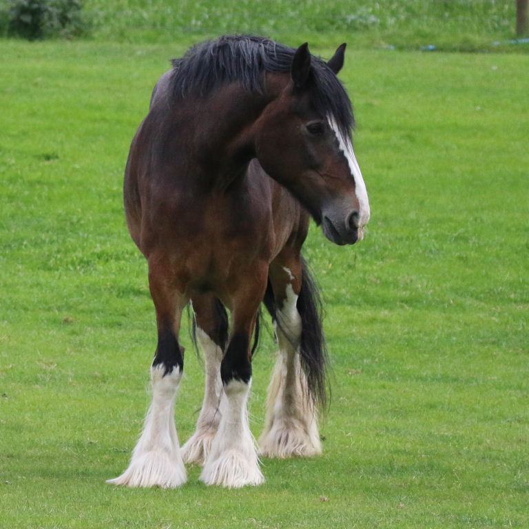 Cart Horse