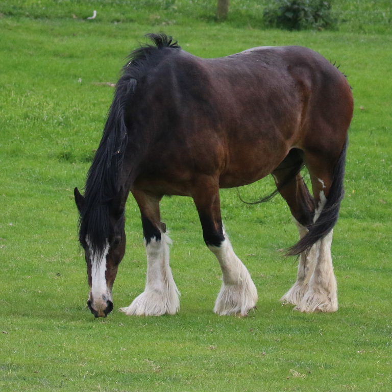 Shire Horse