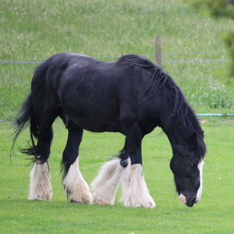 Shire Horse