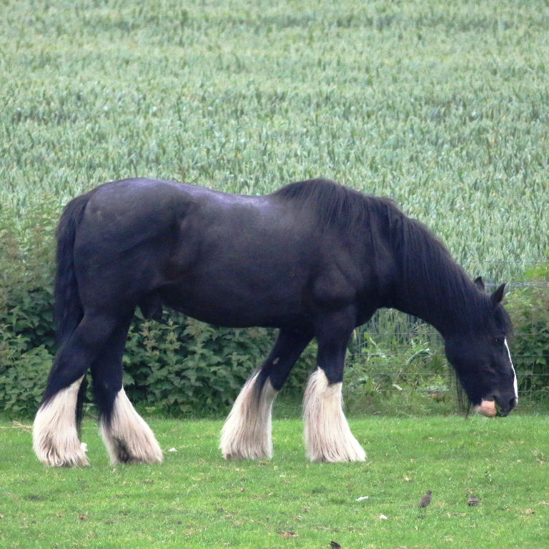 Shire Horse