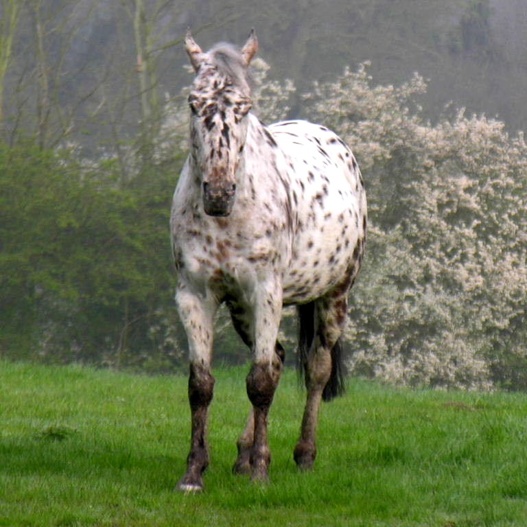Appaloosa Spotted Horse