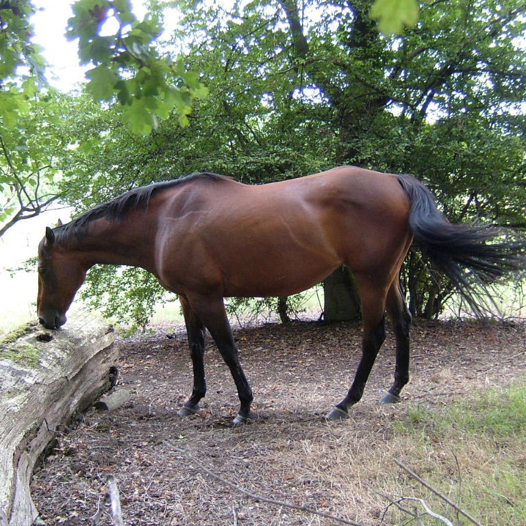 Arabian horse