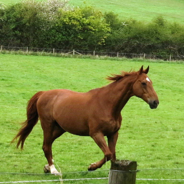 Horse