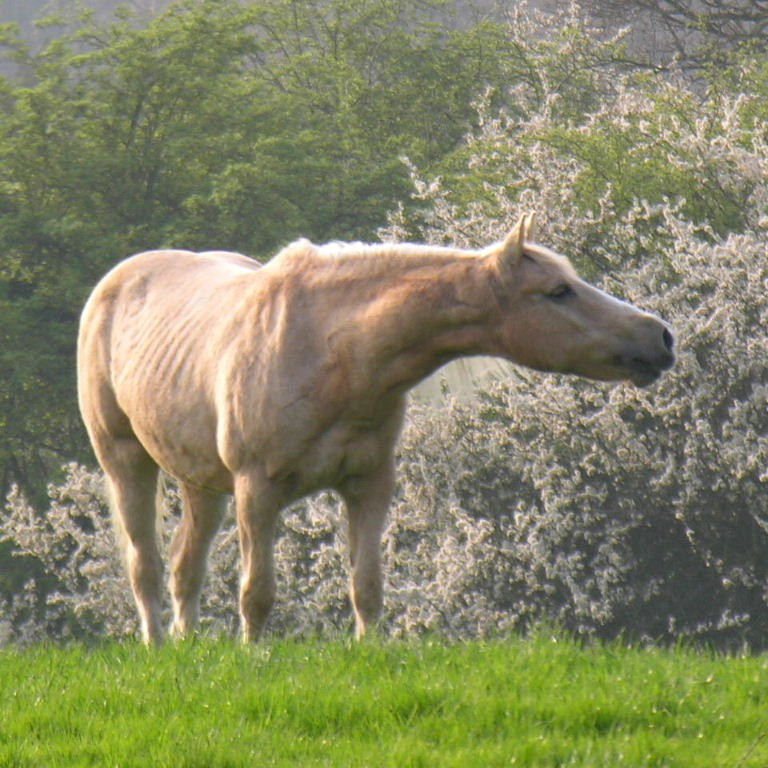 Palamino