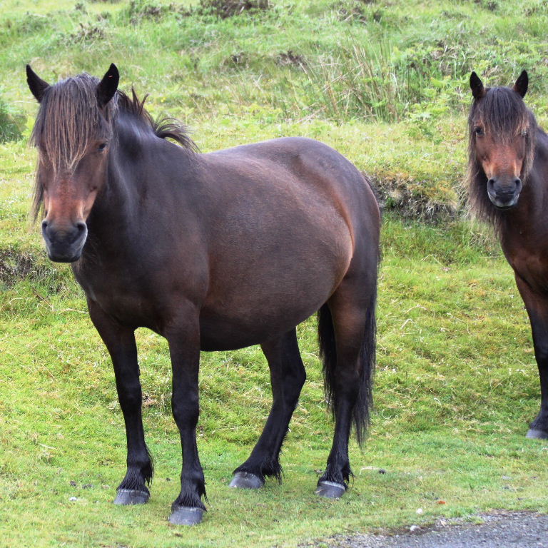 Dartmoor Pony