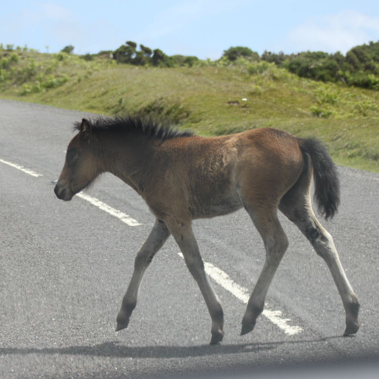 Dartmoor Pony