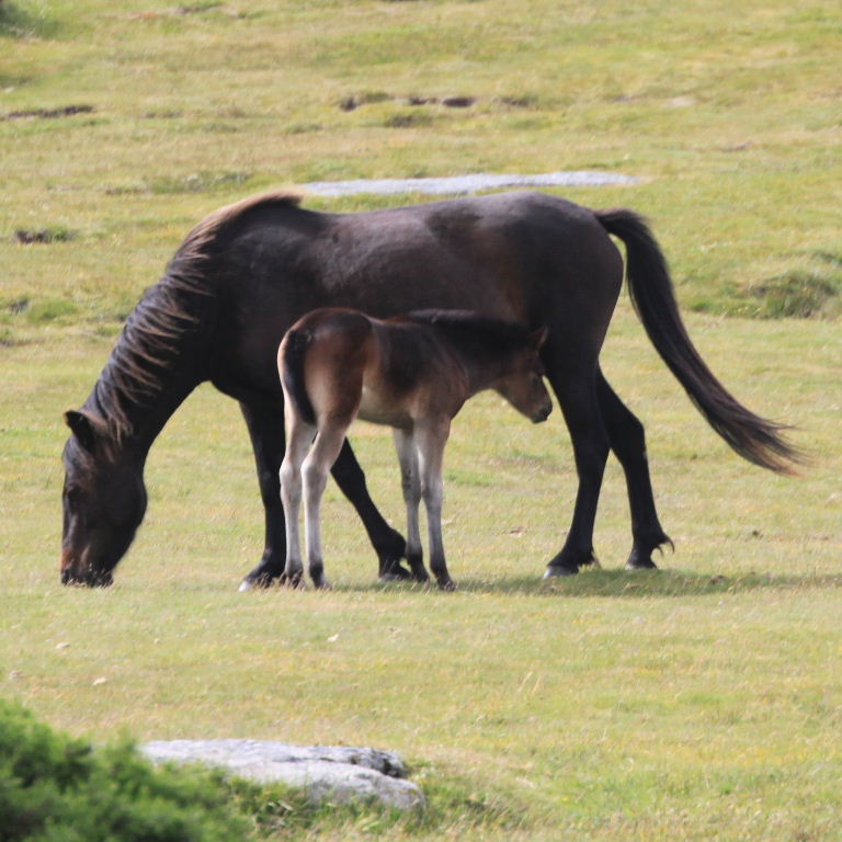 Dartmoor Pony