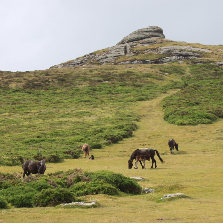 Dartmoor Pony