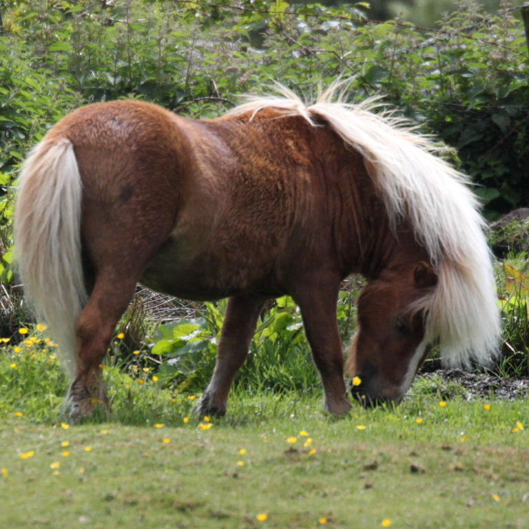 Pony or Miniature Horse