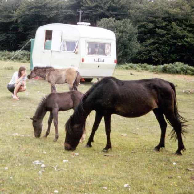 Dartmoor Pony