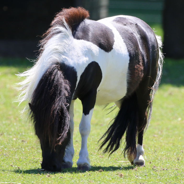 Pony