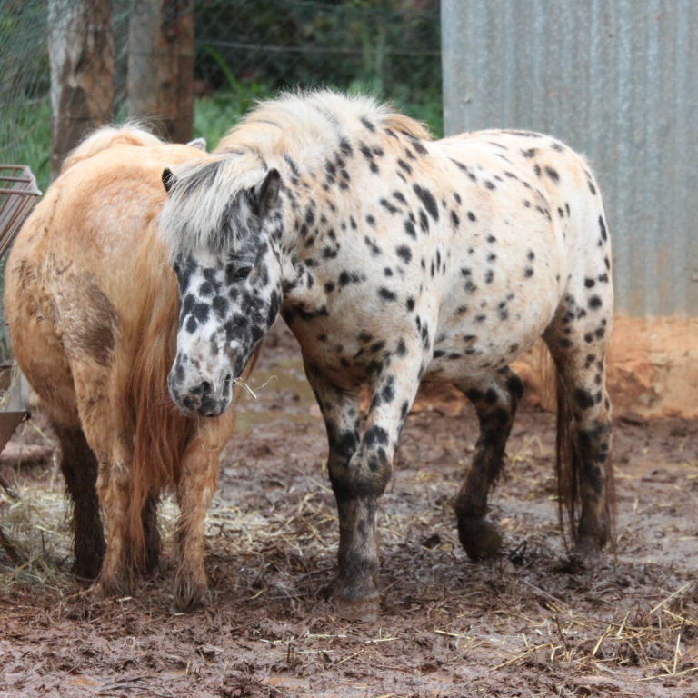 Pony