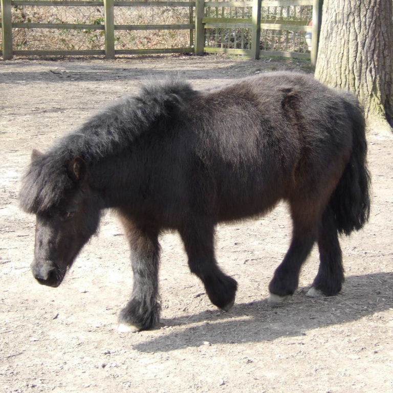 Shetland Pony