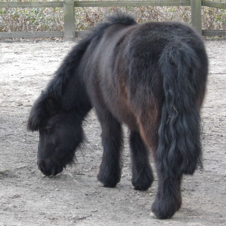 Shetland Pony