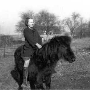 Shetland Pony