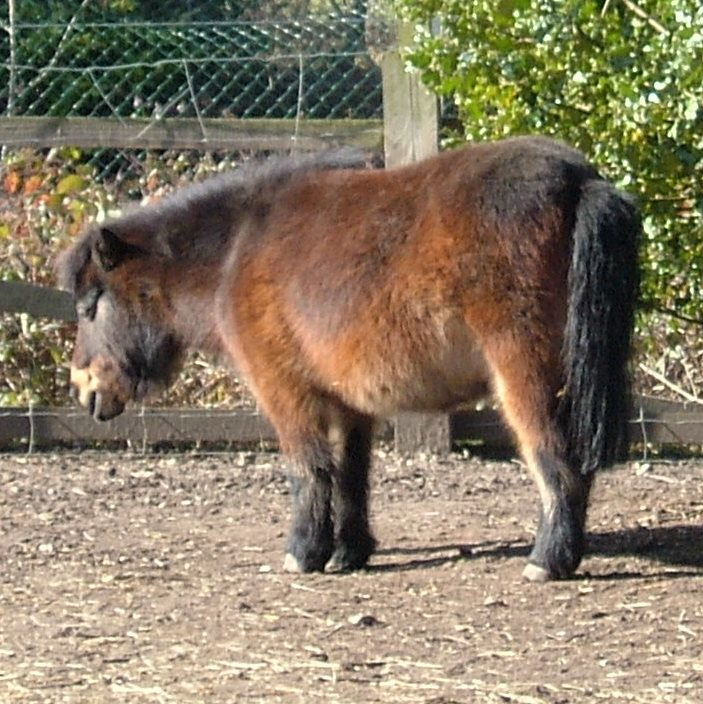 Shetland Pony