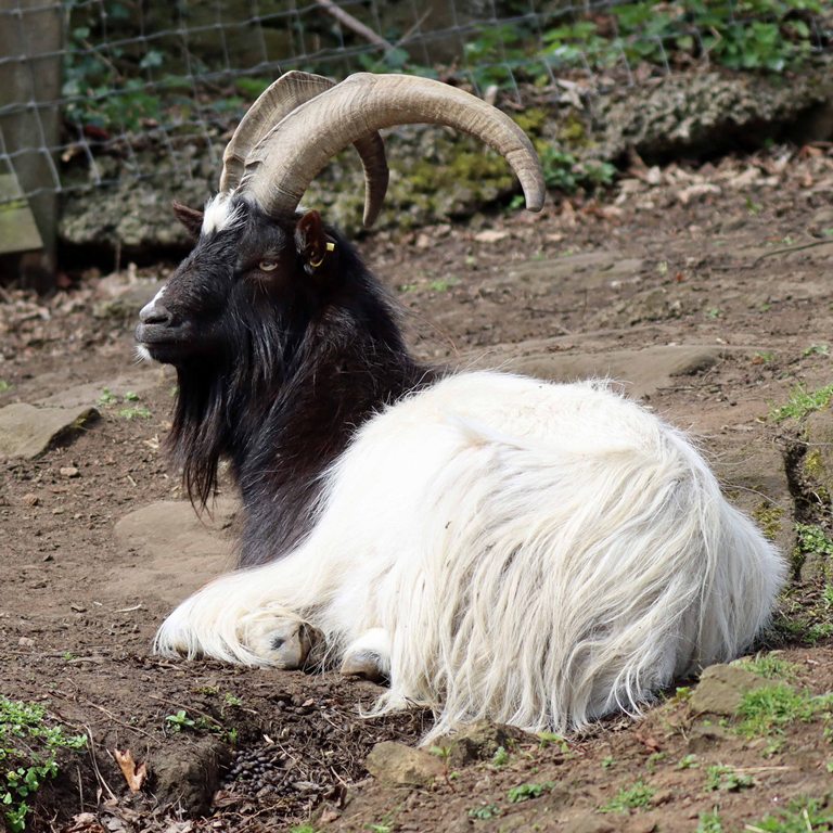 Bagot Goat