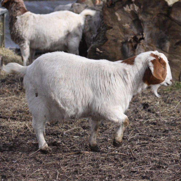 Boer Goat