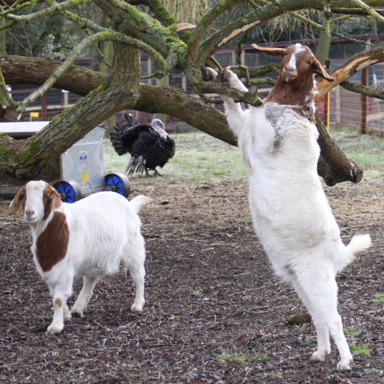 Boer Goat