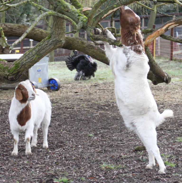 Boer Goat