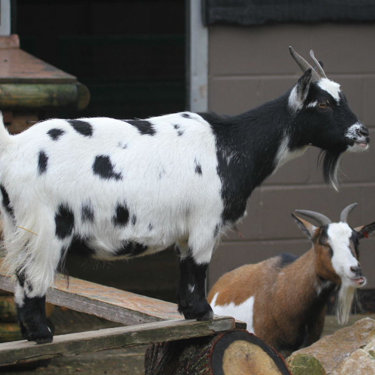 Domestic Goat