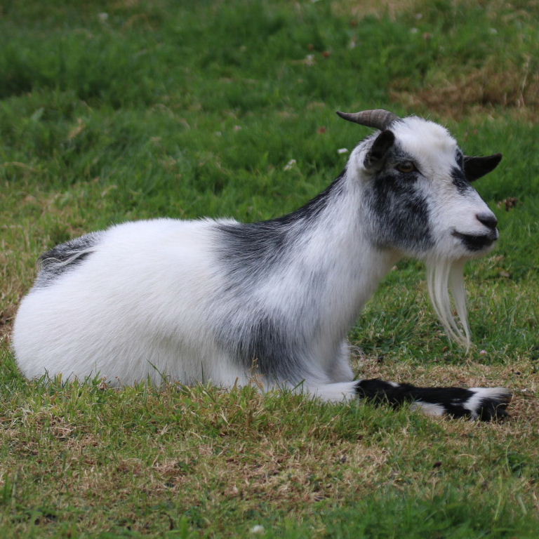 Domestic Goat