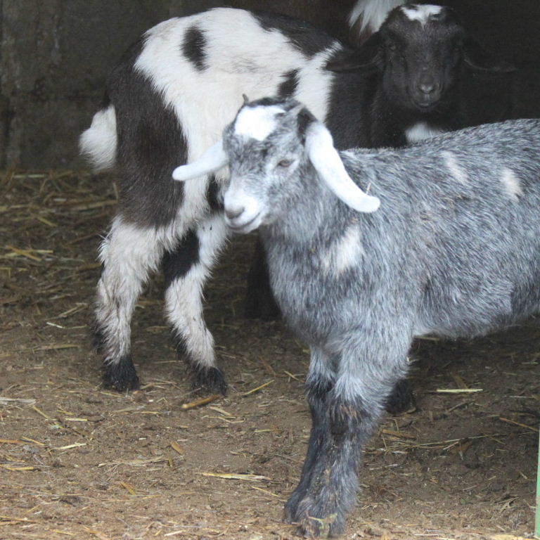 Domestic Goat