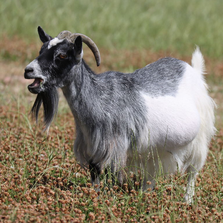 Domestic Goat