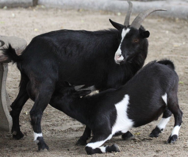 Alpine Goat