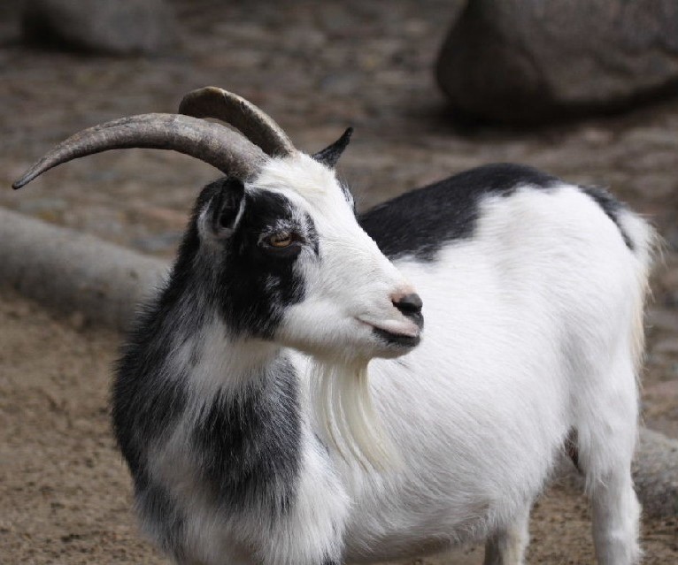 Alpine Goat