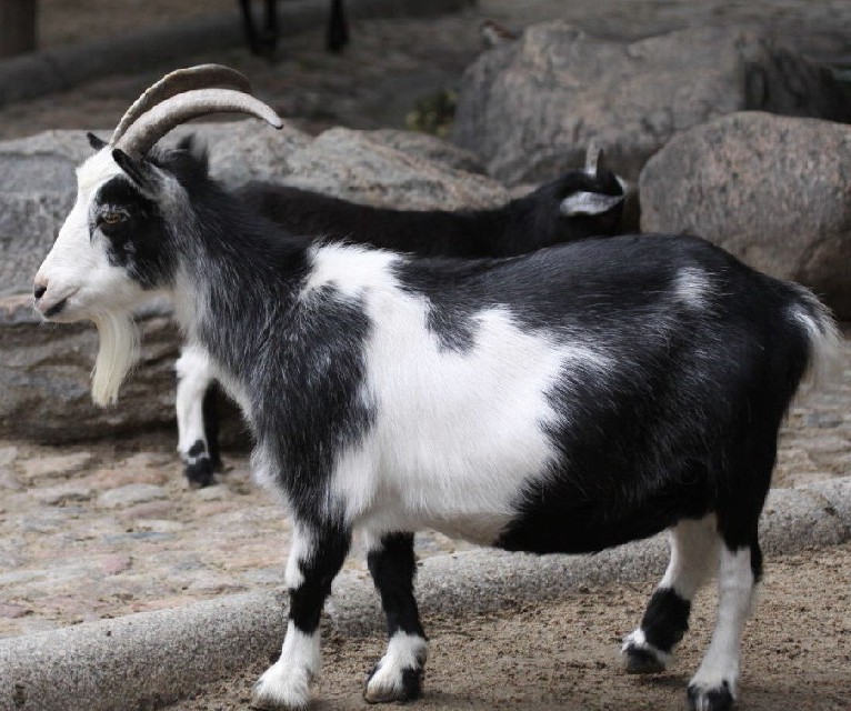 Alpine Goat