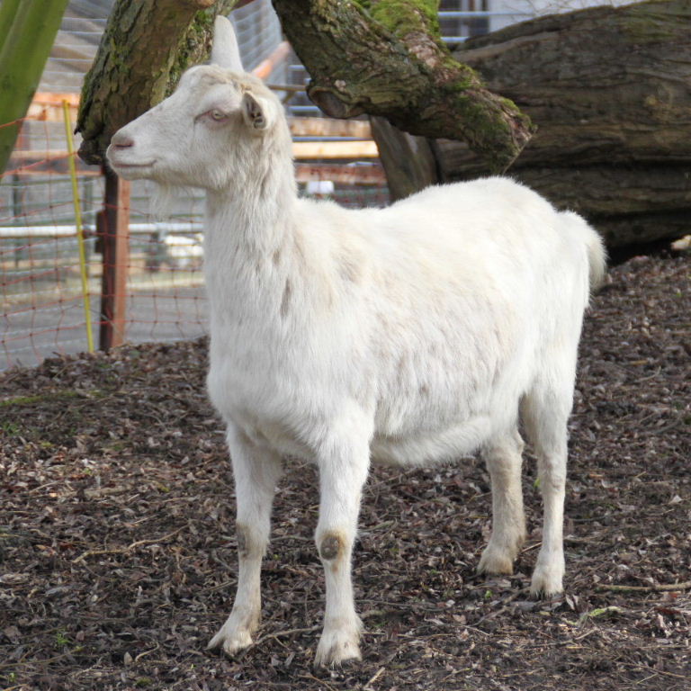 Saanen Goat