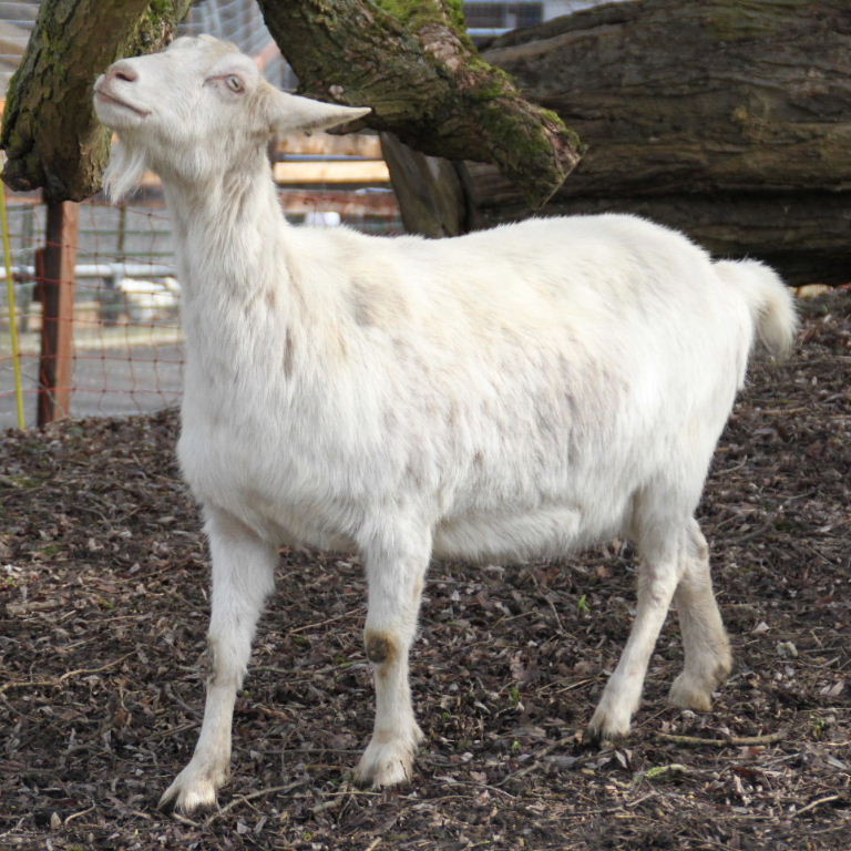 Saanen Goat
