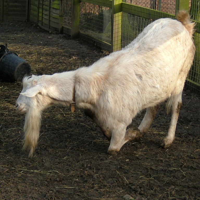 Saanen Goat