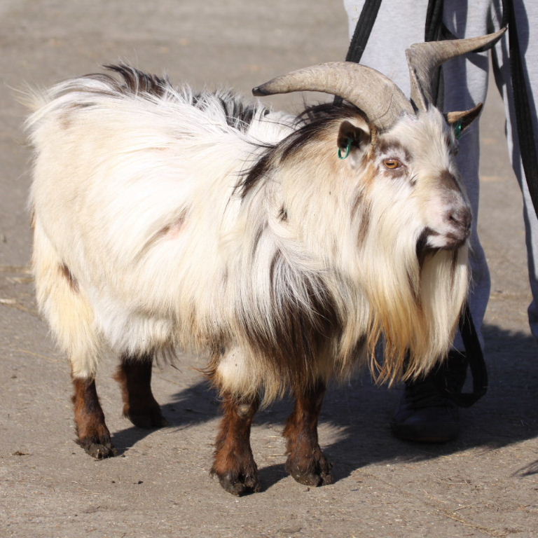 Old English Feral Goat Billy