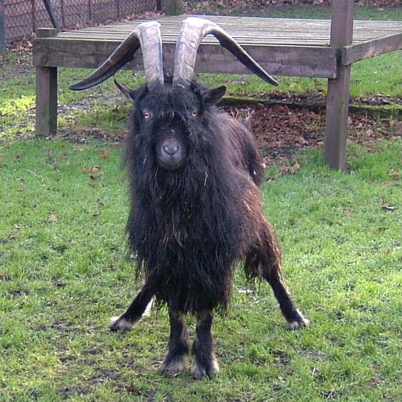 Old English Feral Goat