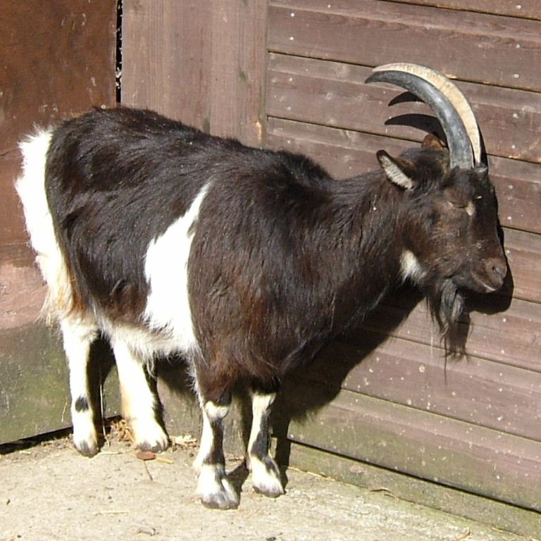 Old English Feral Goat