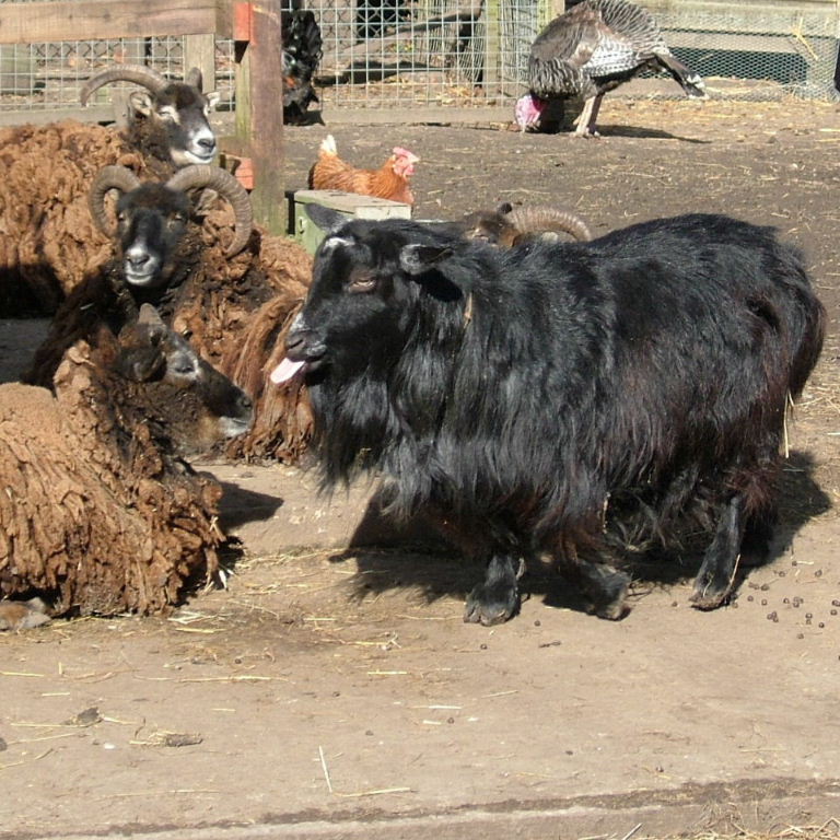 Old English Goat putting tongue out at sheep
