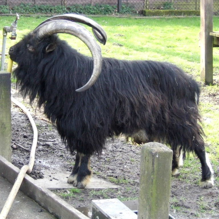 Old English Feral Goat