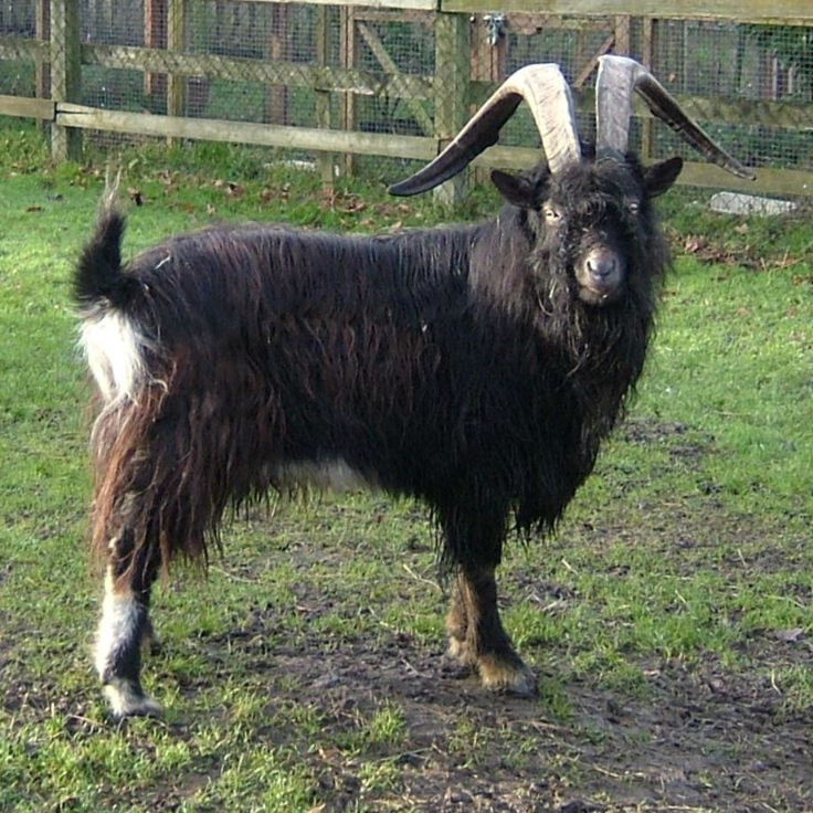 Old English Feral Goat Billy
