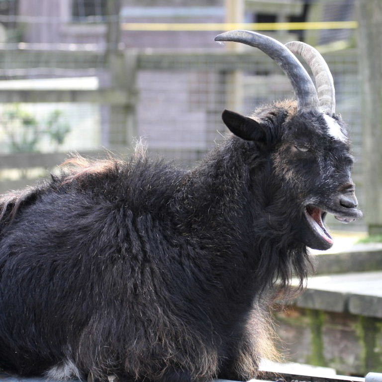 Old English Goat Nanny