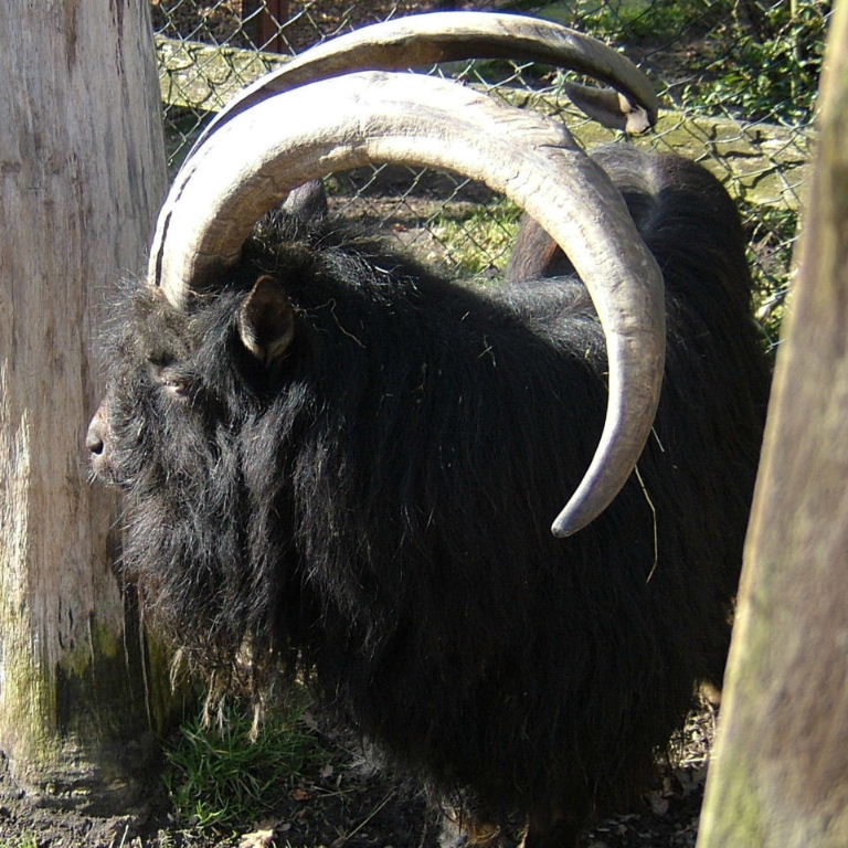 Old English Feral Goat
