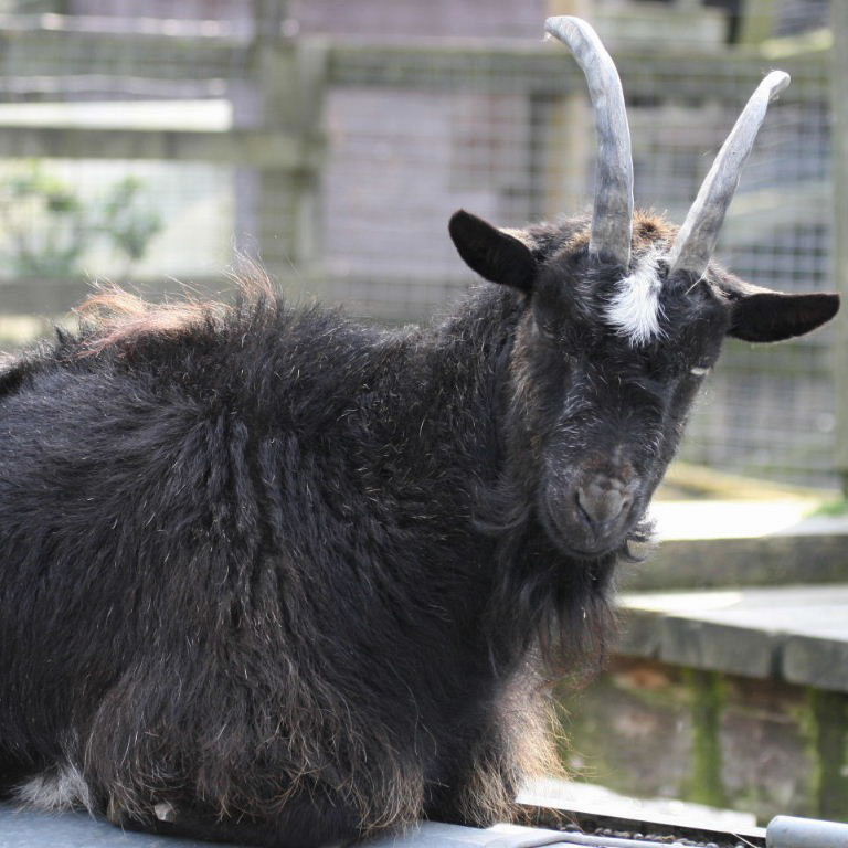 Old English Feral Goat