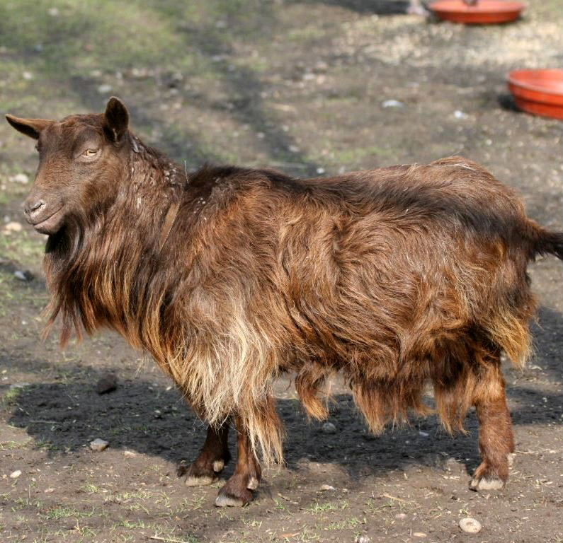 Old English Feral Goat Nanny