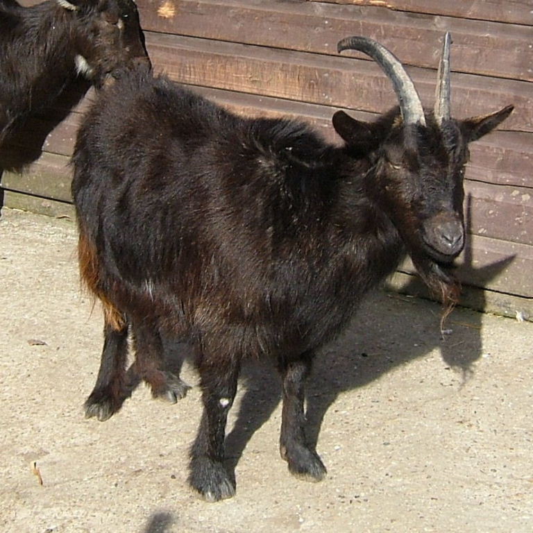 Old English Goats