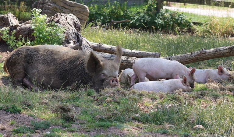 Middle White Pig