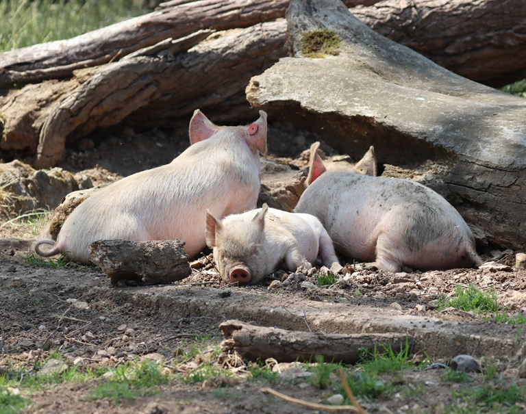 Middle White Piglets
