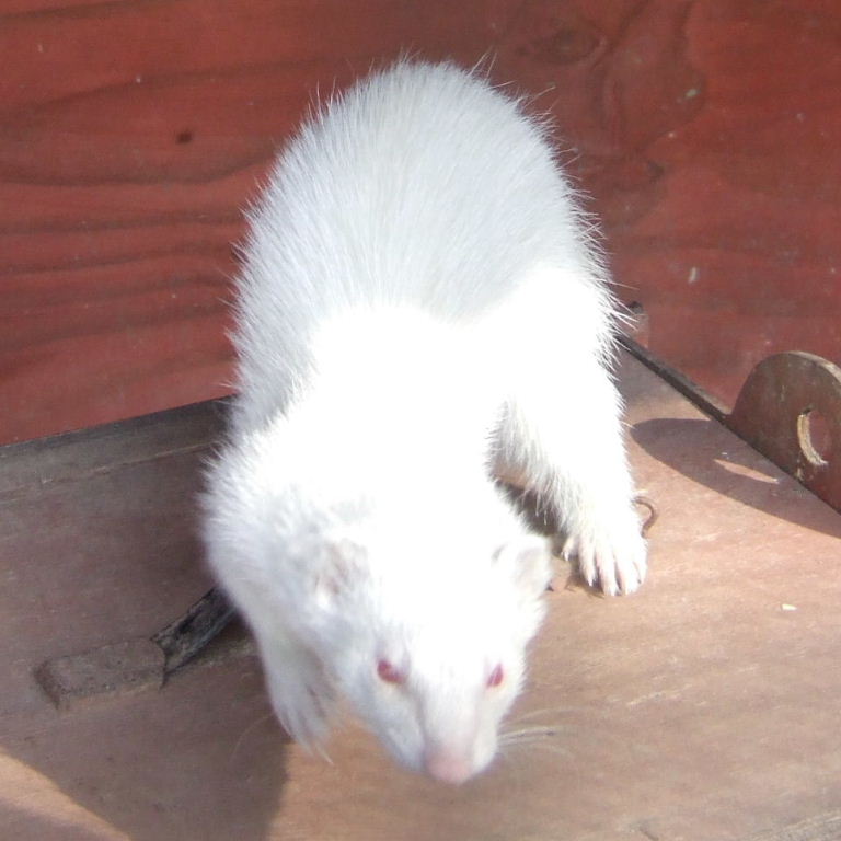 Ferret